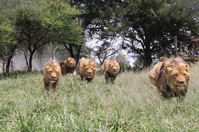 Lion-Charge Aggression Lion Wild-Animals Picture