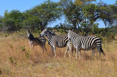 Zebra Wild-Life Wild Zebras Picture